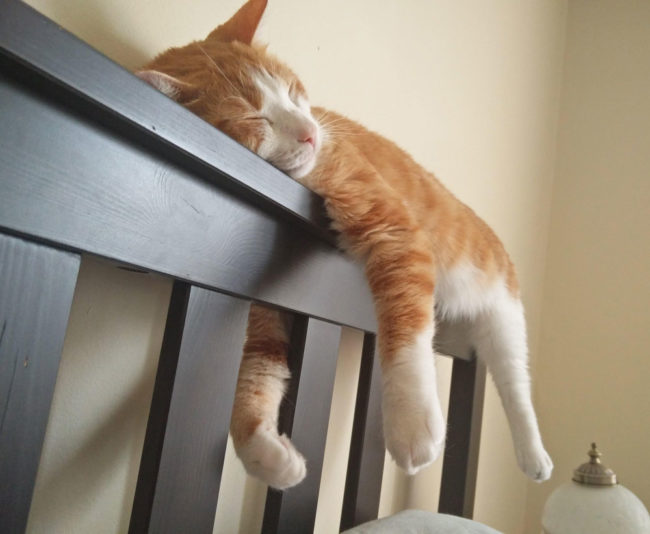 cat-likes-to-sleep-on-the-headboard-650x534.jpg