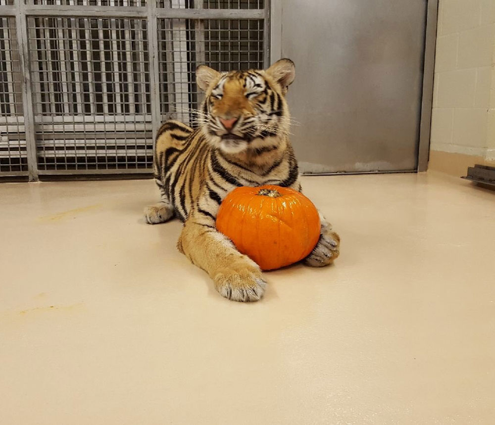 Mike-the-Tiger-and-his-pumpkin-at-LSU.jpg