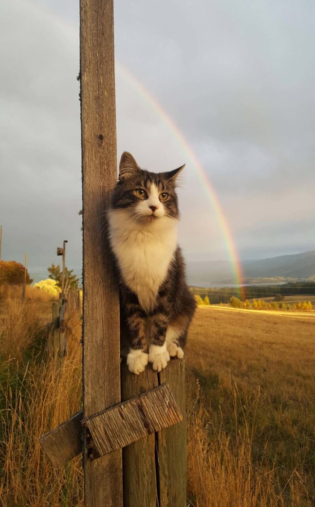 cat-and-rainbow-647x1040.jpg