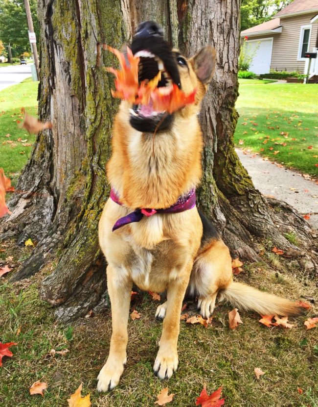 dog-breathing-autumn-fire-650x830.jpg