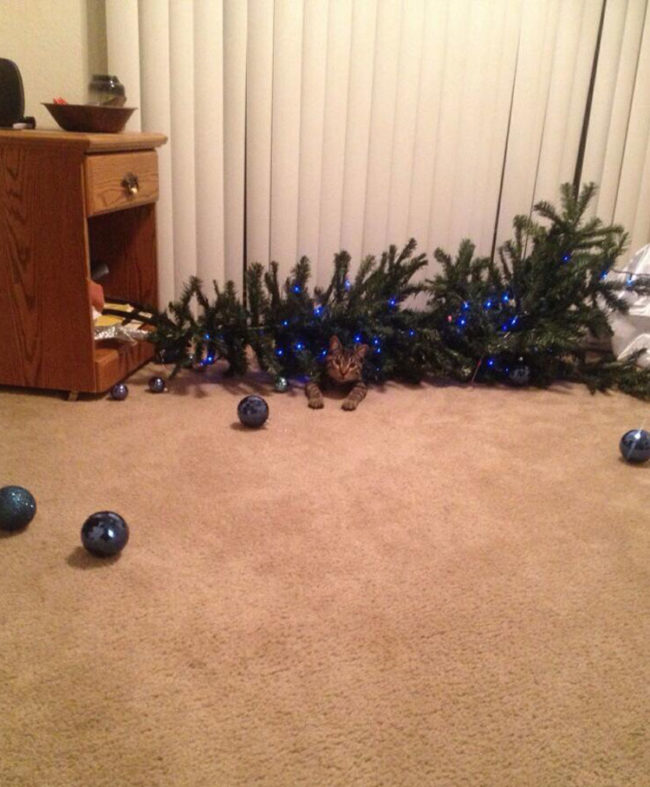 cat-hristmas-tree-650x787.jpg