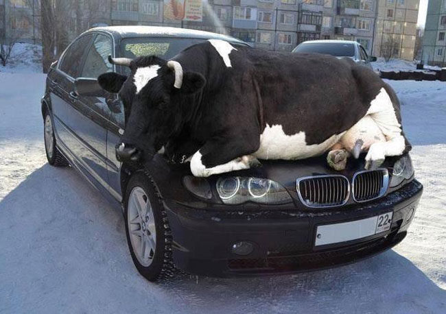 animals-are-attracted-to-the-warmth-of-cars-650x458.jpg