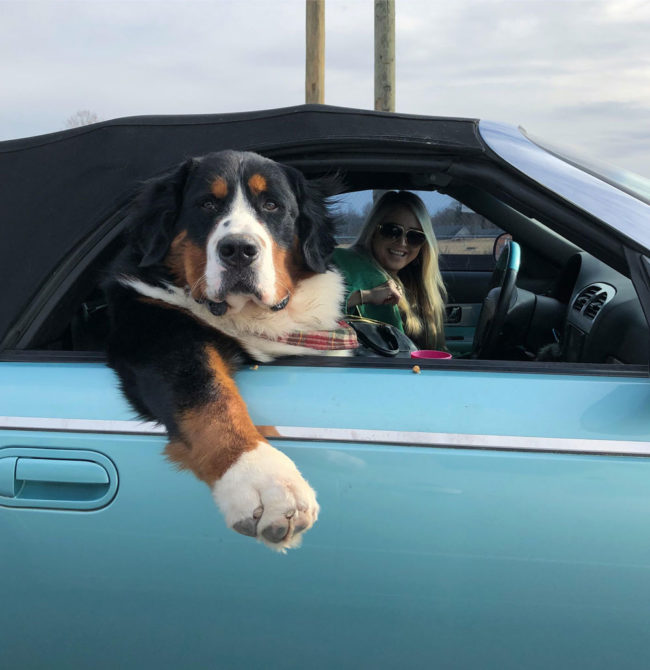 Dog-in-a-car-looking-cool-650x670.jpg