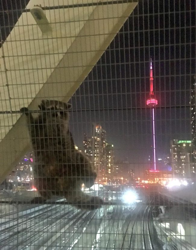 The most Toronto photo