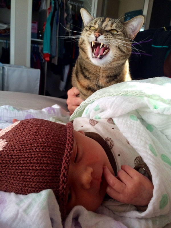 introduced-my-cat-to-my-newborn-daughter.jpg