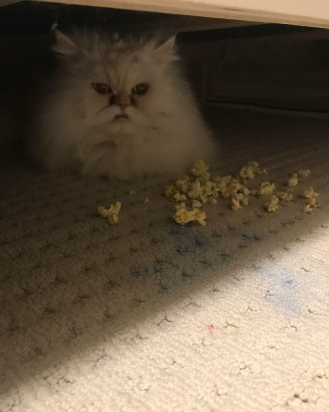 I was wondering why my two year old son started piling popcorn under the bed