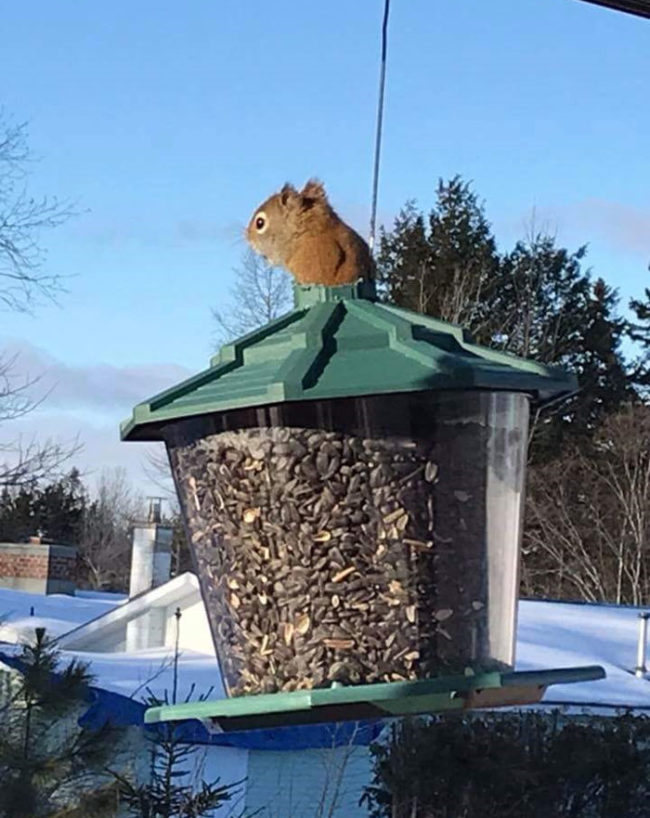 This red squirrel chewed through the top of an anti-squirrel bird feeder