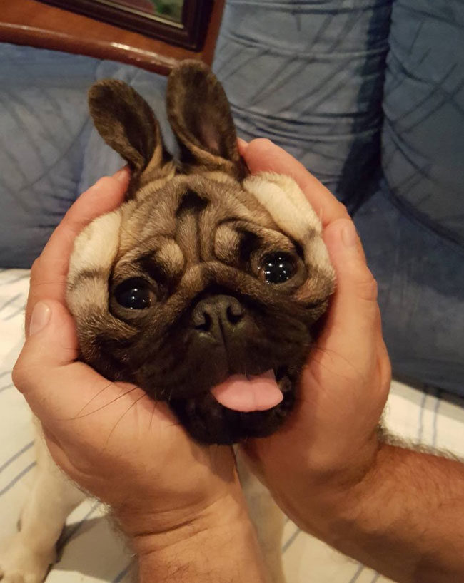 Pugs Bunny