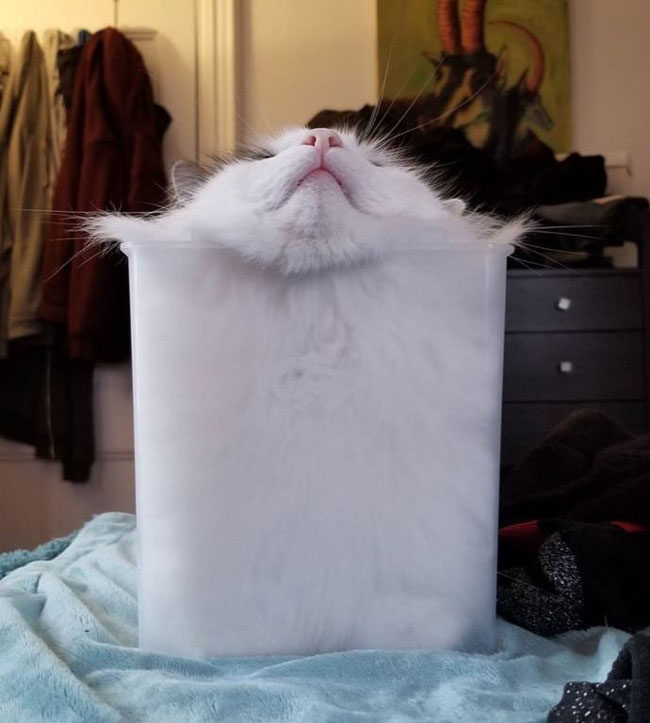 Indisputable proof that cats are liquid