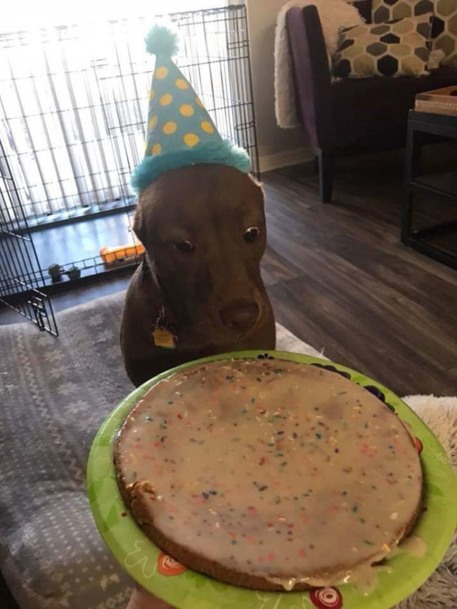 My friend's dog very excited about her birthday cake