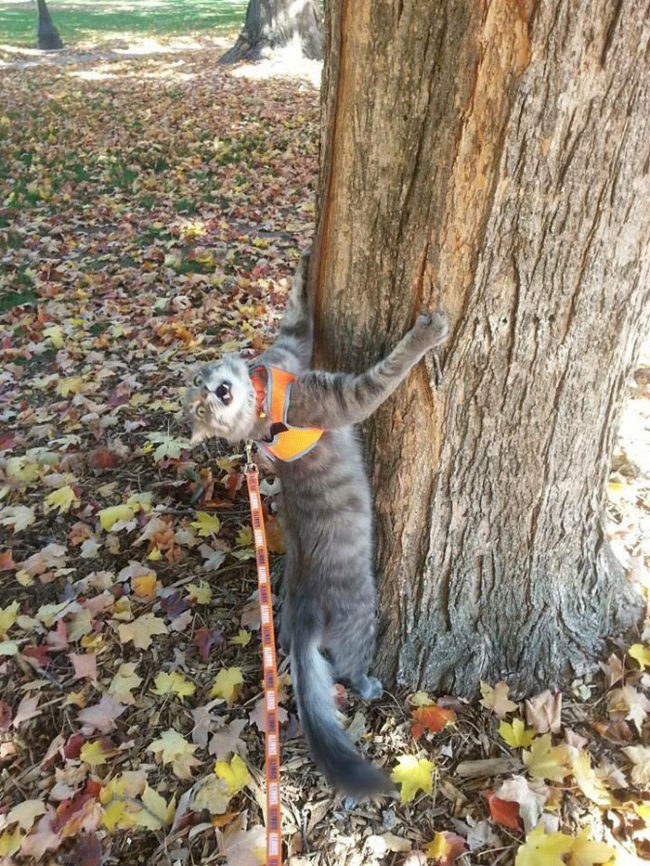 My sister took her cat for a walk last fall. We still don't know if he was enjoying himself