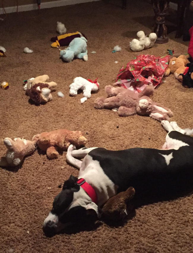 My dog OD’d on stuffed animals and passed out