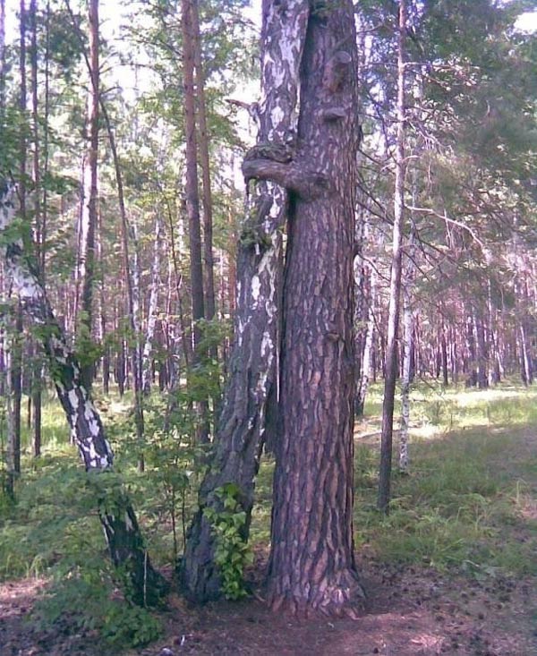 When you're a tree but you still needs hugs