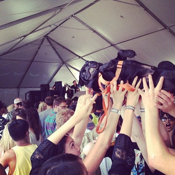 Crowd Surfing Doggy Style!
