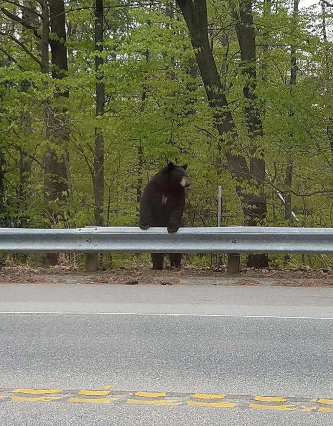 Our-local-bear-hanging-out-650x831.jpg