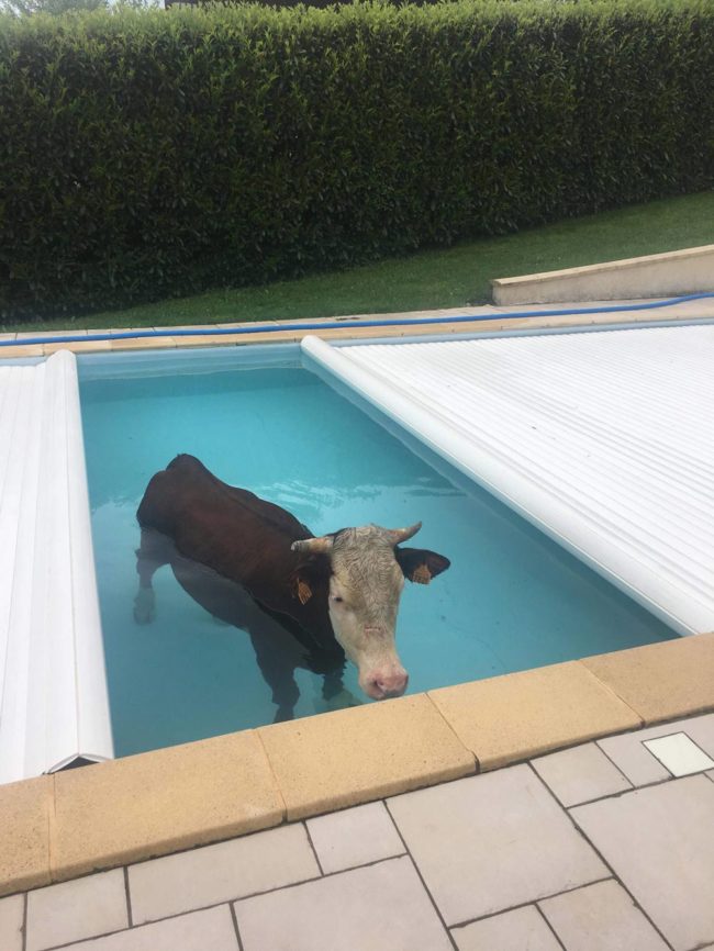 Was not expecting to find a cow in my swimming pool