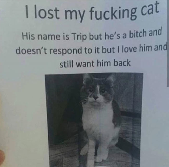 I lost my cat