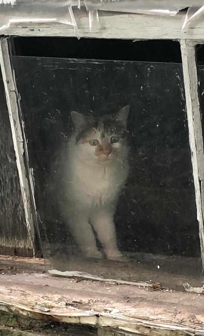 Got up this morning to find a cat stuck in my basement. His face before I got him out was a picture!