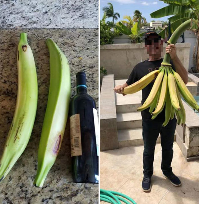 When "Banana for scale" goes wrong. These grew in my uncle's backyard