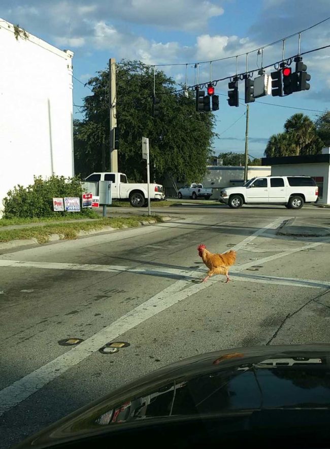 Why-did-the-chicken-cross-the-road-650x885.jpg