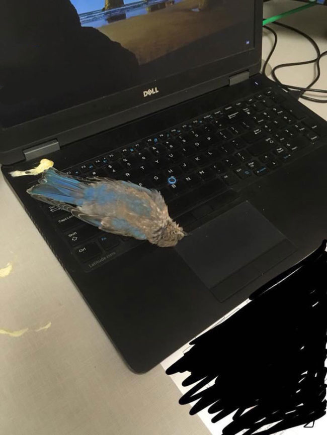 A bird flew in my window, shat on my laptop, and decided to die right in front of me. How's your day going?