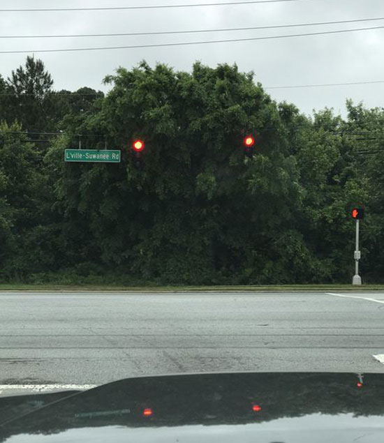 This tree looks incredibly angry