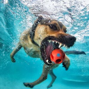 Dogs Catching Balls Under Water by Seth Casteel