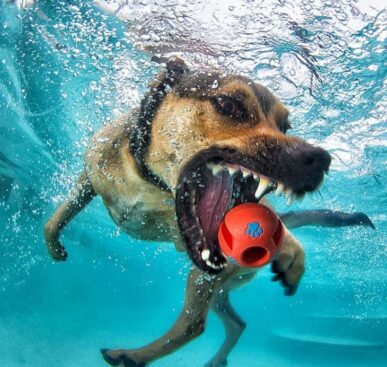 Dogs Catching Balls Under Water by Seth Casteel