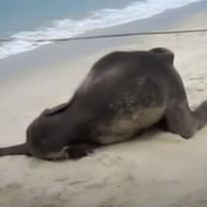 Baby Elephant Playing on a Beach