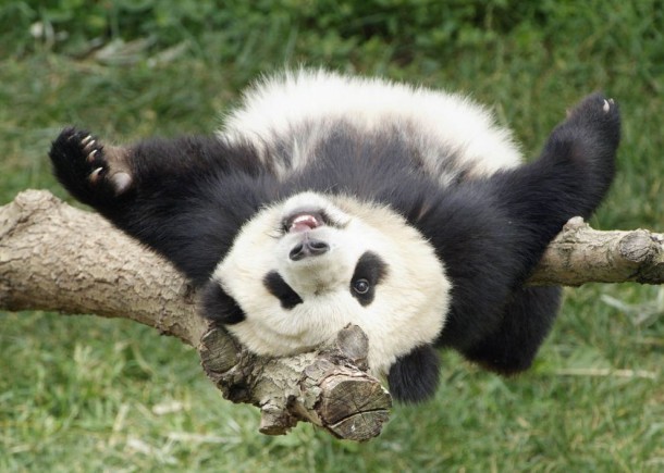 I Love These Cute Pandas……. – Odd Stuff Magazine