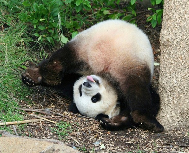 I Love These Cute Pandas   Odd Stuff Magazine