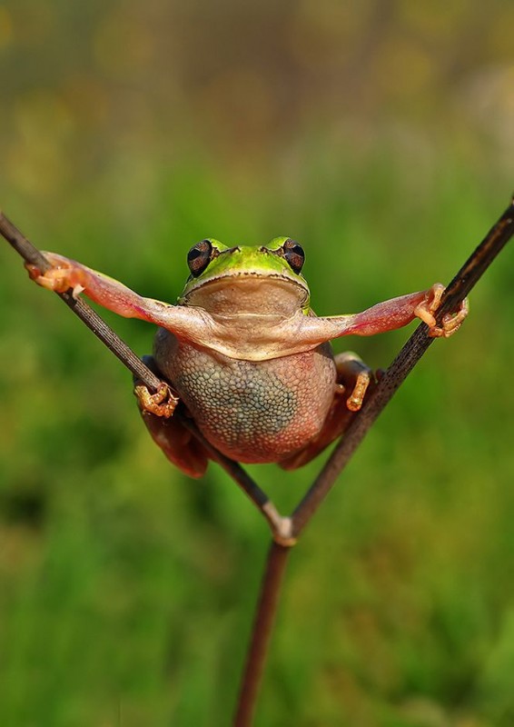 Incredible Impressive Frog in Pictures...