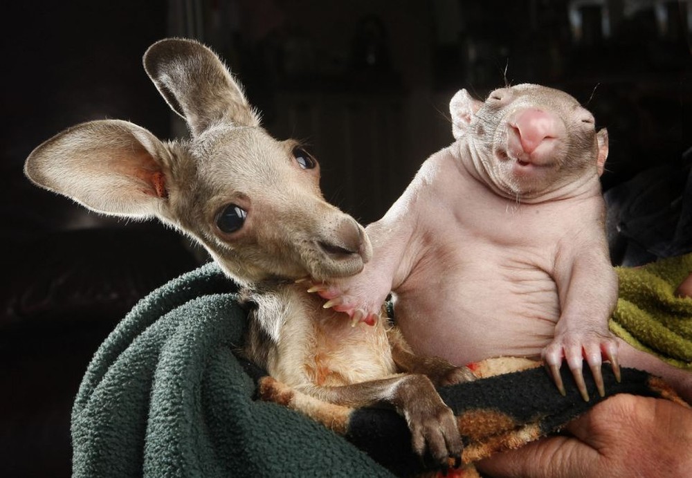 Unique Love - Orphan Wombats and Kangaroos have become Lovely Friends (1)