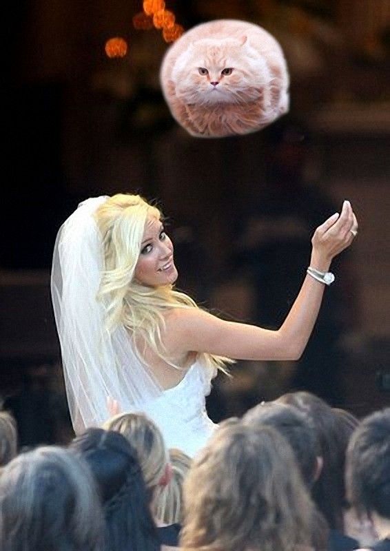 Meet The New Trend Of Bride Throwing Cats!