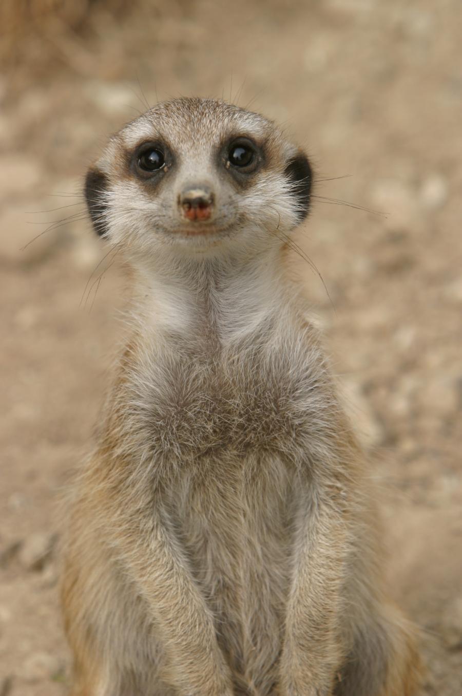 Meerkats practice altruism as when they hunt for food one meerk