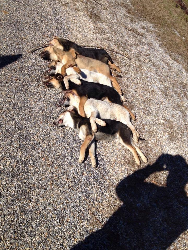My dad lives out in the country. He came across this scene just down