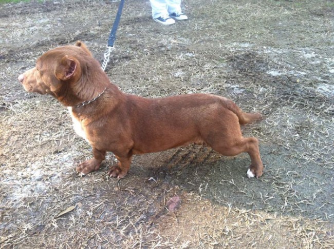 Pitbull best sale weiner mix