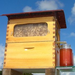 Honey direct from beehive