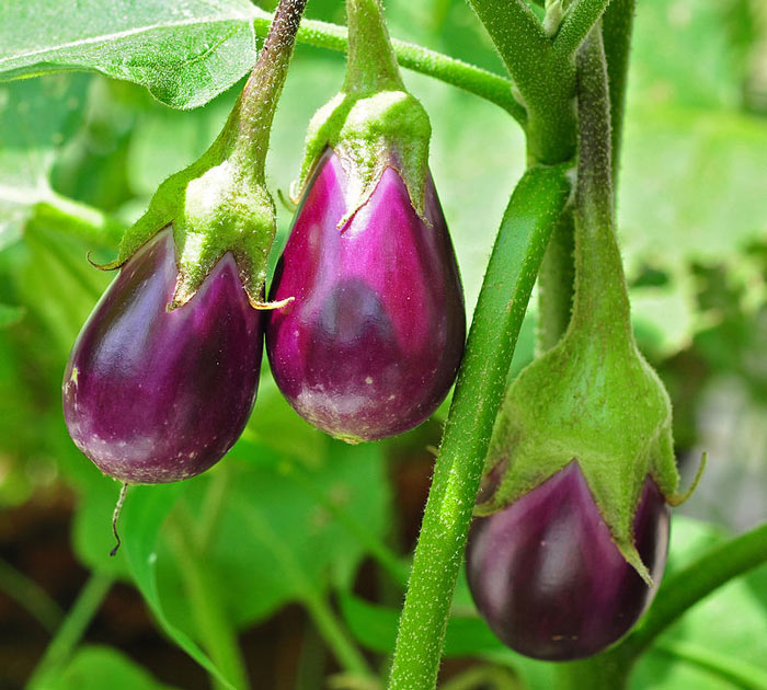 How to Keep Eggplant Fresh