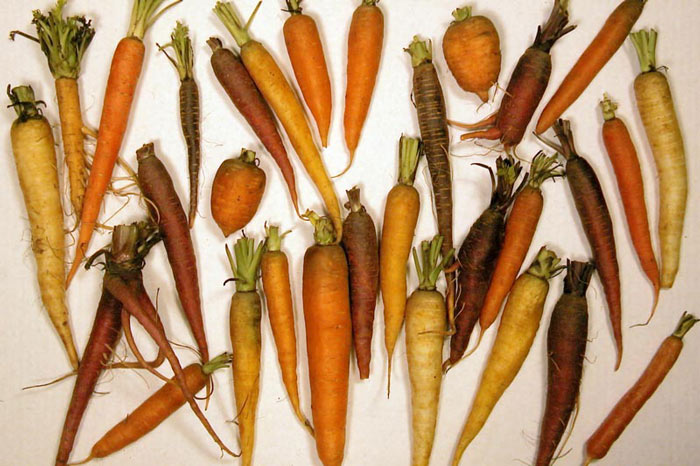 How to Keep Root Vegetables Fresh