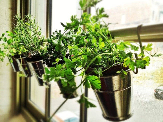 Indoor-Herb-Gardens-6
