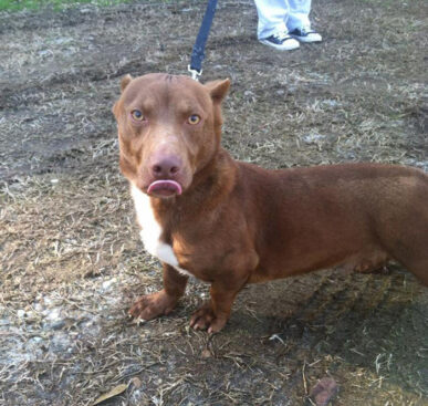 Pitbull-Dachshund mix actually exists with massive head and tiny feet