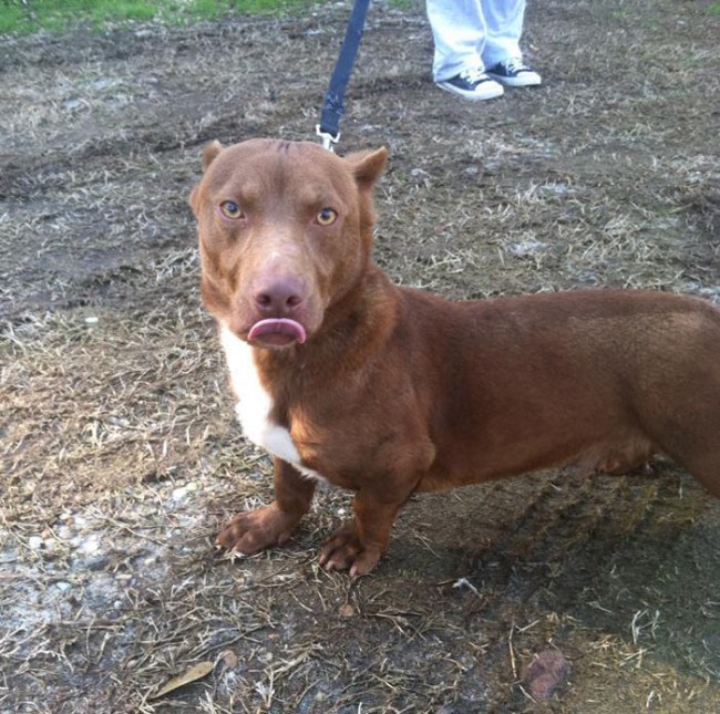 Pitbull Dachshund Cross