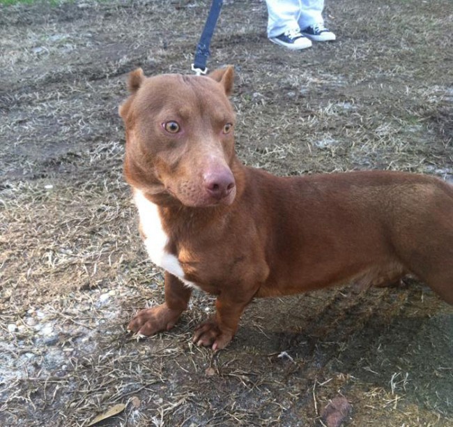 Pitbull-Dachshund Mix