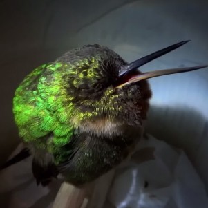 5 Super Cute Animals Including an Angry Frog and a Snoring Hummingbird