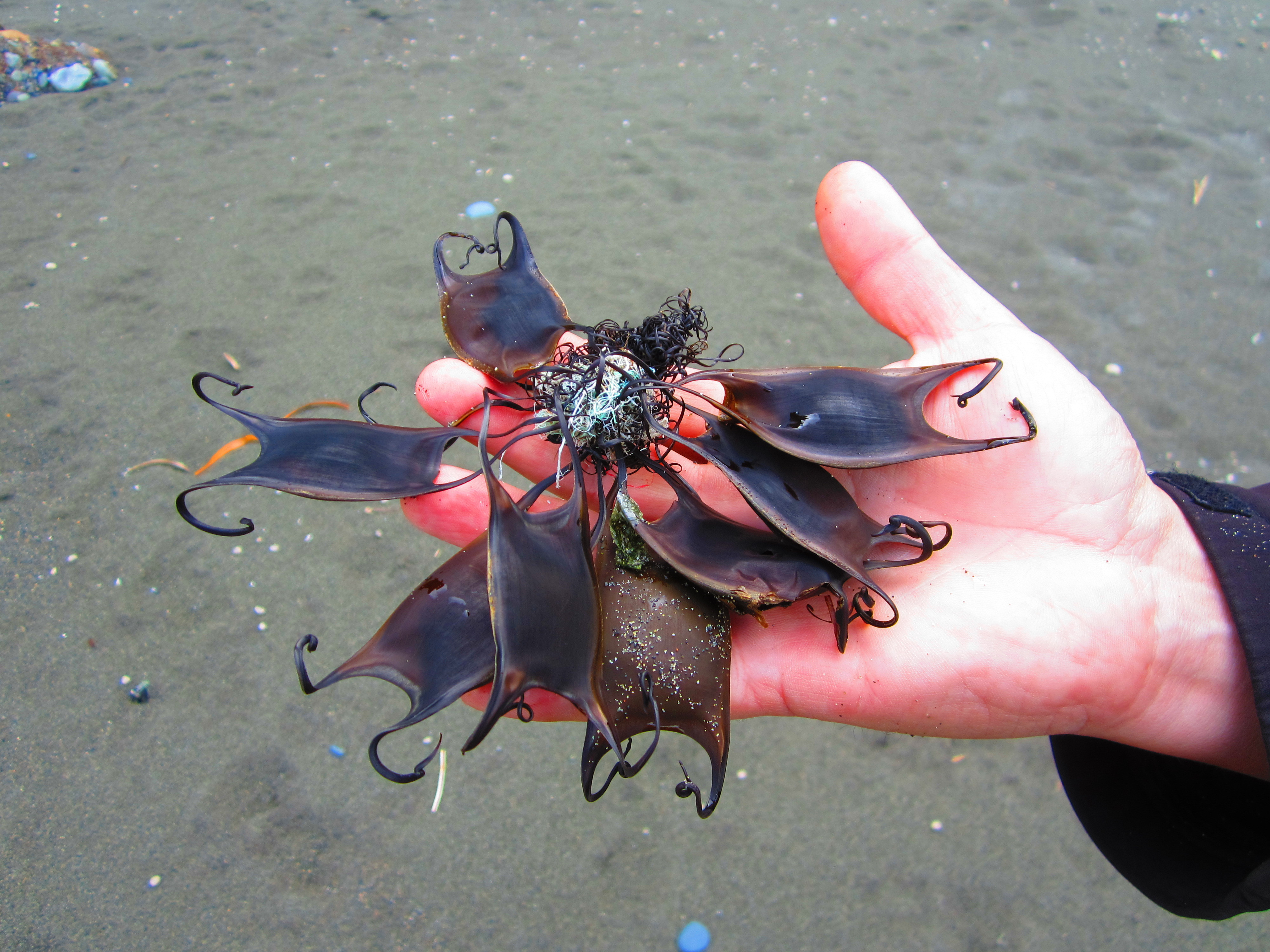 Some Shark  eggs  Sharks  display three ways to bear their 