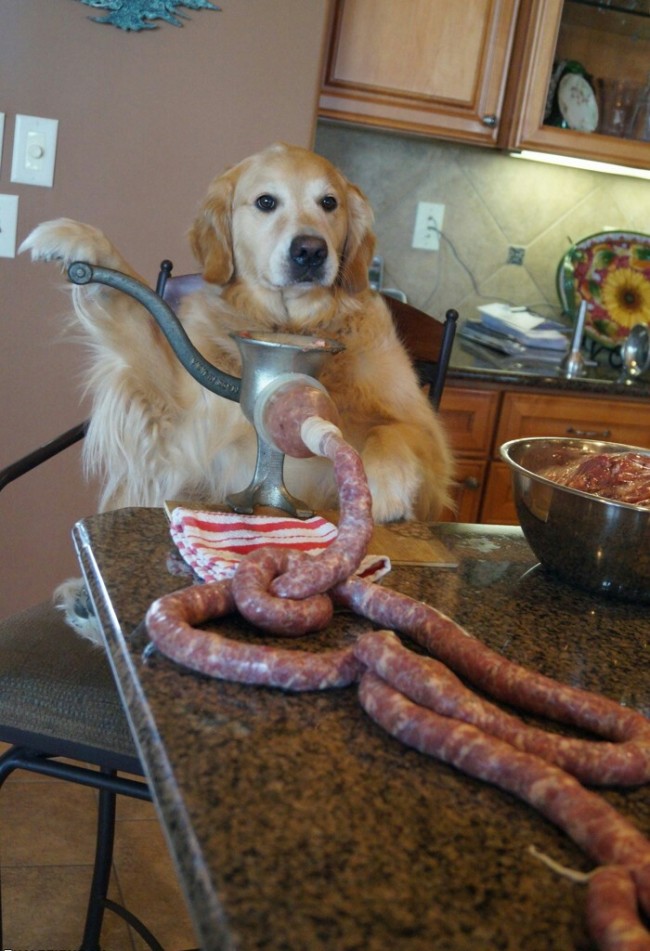 .no, I haven't seen the cat. Why?