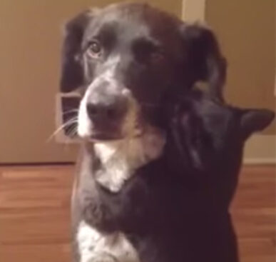 Cat Hugs his Dog Friend After 10 Days Apart