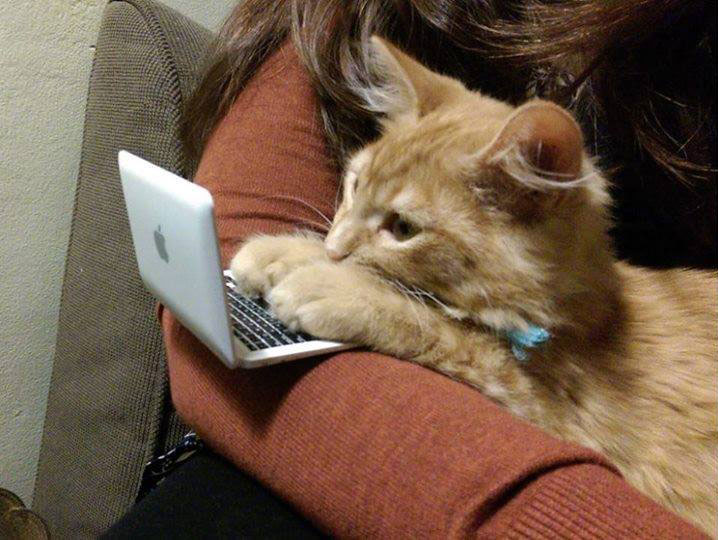 On the Internet, no one knows you are a cat.