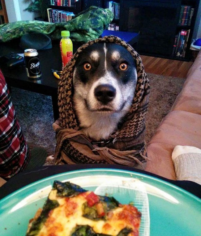 Dog dinner date